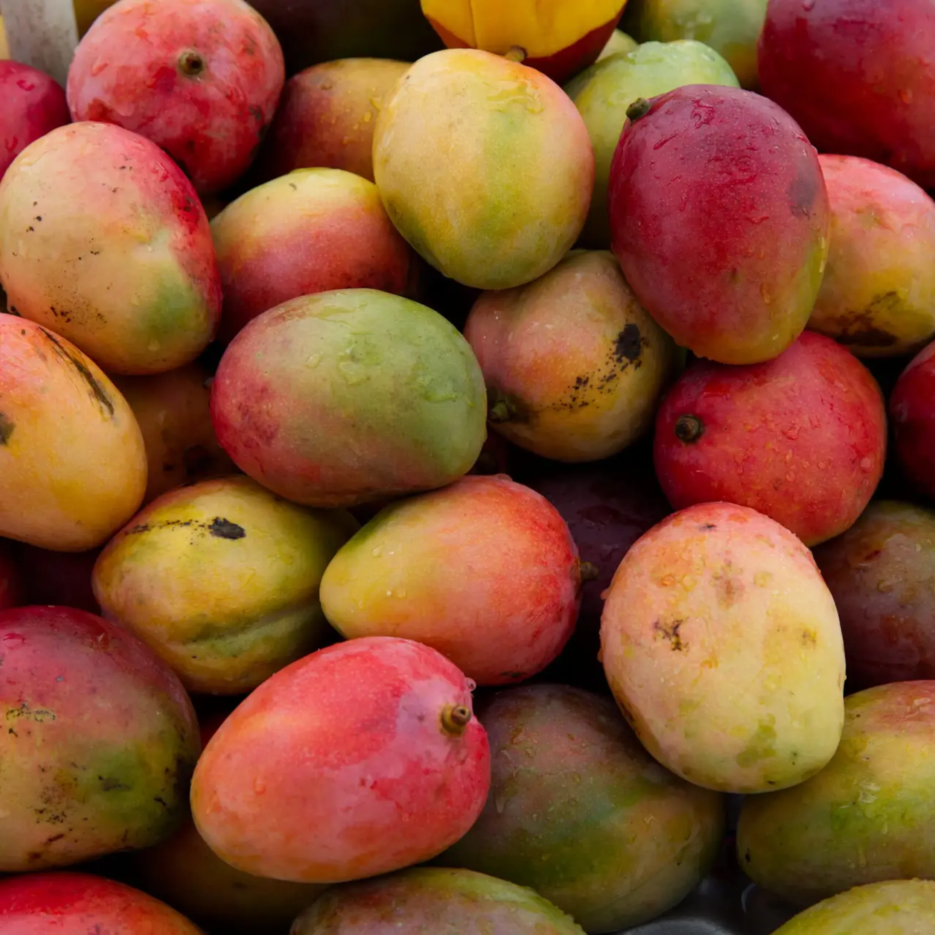 A closeup shot of mangos